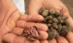 Certificarán 200 fincas en cacao orgánico