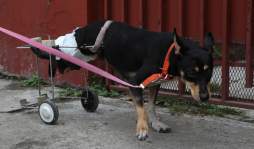 Caninos cambiaron patas por ruedas al quedar inválidos