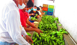 Honduras irá a cumbre bananera