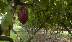 Honduras exportará 40 toneladas de cacao