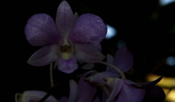 Conozca a don Jorge Rivera, el rey de las orquídeas en Honduras