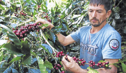 Mejoran calidad del café para lograr metas de exportación