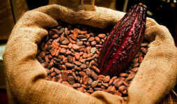TLC con países europeos beneficiará el cacao