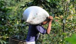 Cafetaleros hondureños avizoran pérdidas por constantes apagones