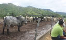 Ganaderos de Honduras piden acciones para recuperar el hato bovino