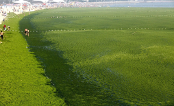 Extraño fenómeno tiñe las playas de China de color verde