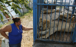 Tigre de circo ataca a una niña de 6 años en San Pedro Sula