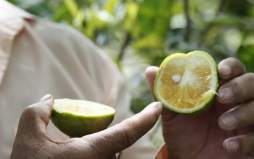 Productores blindarán naranjales para frenar destructora plaga