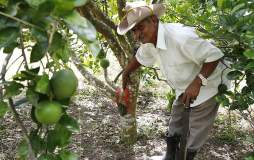 Productores blindarán naranjales para frenar destructora plaga