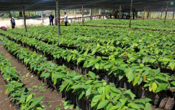 Impulsan producción de cacao en el Valle de Sula