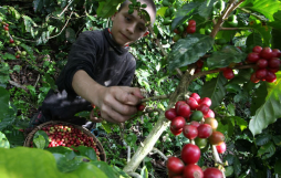 Elaborarán plan de apoyo a cafetaleros