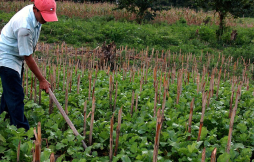 Uso de semilla mejorada aumenta en 25% cada año