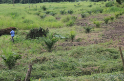 Palma africana, el cultivo más rentable del Valle de Sula