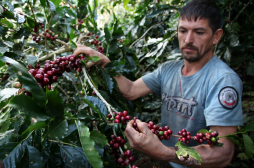 Exportación de café nacional cae un 7.5%