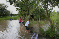 El Ulúa tiene inundadas 200 manzanas de cultivos