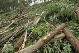 Honduras pierde anualmente el 3% de sus bosques por la tala ilegal e incendios