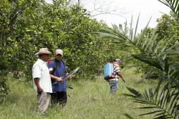 Productores blindarán naranjales para frenar destructora plaga