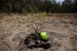 Atribuyen a perros salvajes cuatro muertes en parque de México