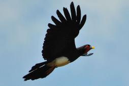 Hallan poblaciones de ave en riesgo de extinción en bosque de Honduras