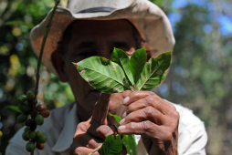 La roya amenaza la producción café en Centroamérica