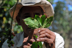 Honduras decreta estado de emergencia por roya en el café