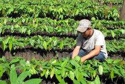 En auge cultivo de cacao en reserva Mico Quemado