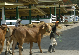 Feria de la Agas busca incentivar la ganadería