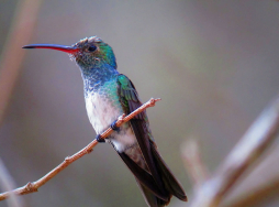 El colibrí esmeralda también habita en Lempira
