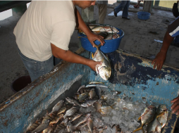 Alientan al cultivo artificial en el Golfo de Fonseca