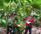 La experiencia agroforestal de Honduras, es un referente en Centroamérica, gracias a las investigaciones que ha realizado el Curla.