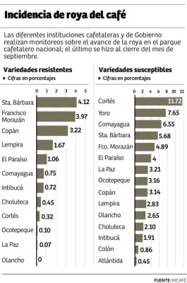 Fincas de café de Cortés y Yoro tienen mayor incidencia de roya