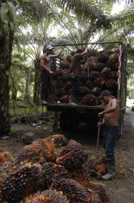 Productos no tradicionales tendrán exportaciones récord