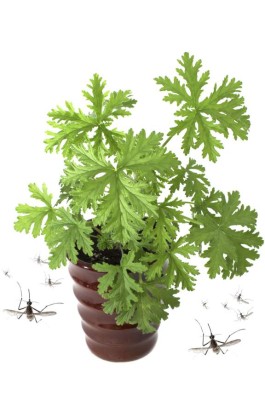 SCENTED GERANIUMS young plant in brown pot, mosquitoes repellent, Zika prevention