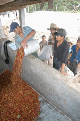 Exportación de café fino cae 3% en nueve países de Latinoamérica