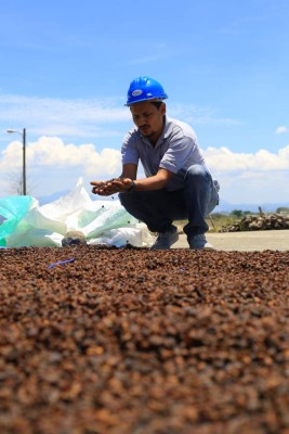 Hasta en Ucrania venden café productores de Corquín, Copán