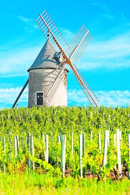 vineyards with windmill near Chénas, Beaujolais, Burgundy, France