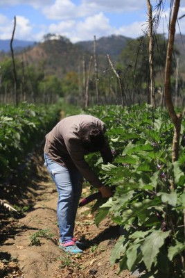 Escapan de la crisis productores de vegetales orientales