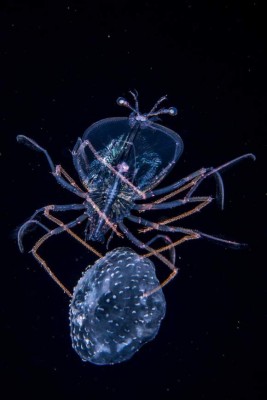 Premio a las mejores fotos de la naturaleza