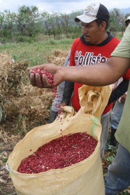 Cosecha de postrera tardía garantiza abastecimiento de frijol