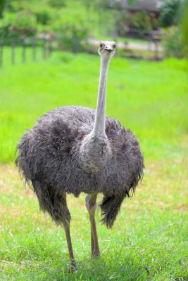 Zoo Joya Grande, una muestra de África en Santa Cruz