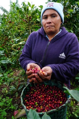 Millonarias pérdidas por falta de cortadores de café