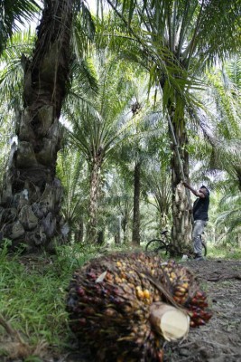 Enfermedad de la palma pone en riesgo economía de varios municipios del Aguán