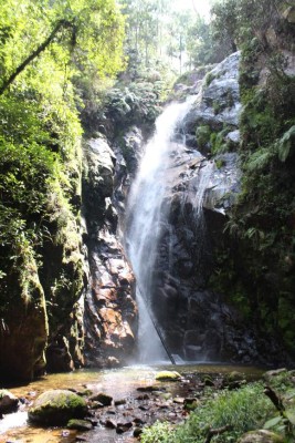 ¡Los tesoros del Cusuco! Biodiversidad en su máximo esplendor