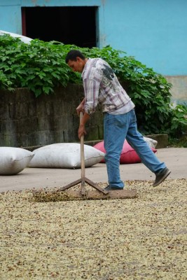 Millonarias pérdidas por falta de cortadores de café