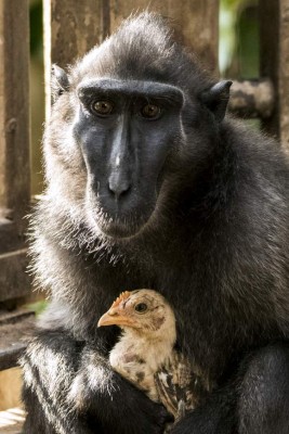 A four-year-old Indonesian black macaque named Niv holds a young chicken at the Ramat Gan Safari Park near Tel Aviv on August 25, 2017 after she adopted the bird when it wondered into their enclosure. Niv, has spent the past week caressing, cleaning and playing with the bird at the Ramat Gan and zoo officials say the unlikely pair have become inseparable. / AFP PHOTO / JACK GUEZ
