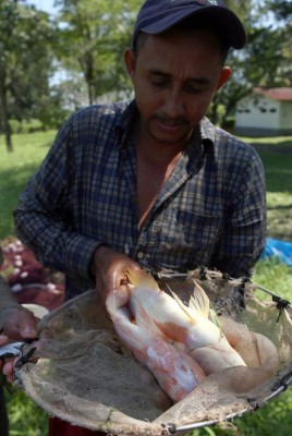 Consumo local de tilapia atrae a más productores en el norte