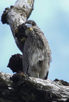 Cuero y Salado, el apasionante edén de las aves en Honduras