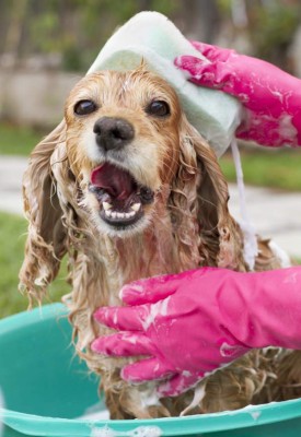 English cocker female dog having a shampoo bath with sponge, focus is on eyes. EOS 7D with 50mm 1.4 Lens with diffused fill flash.