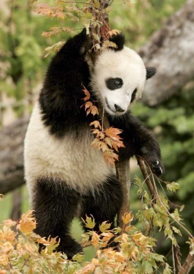 Oso panda gigante, el animal más famoso del mundo