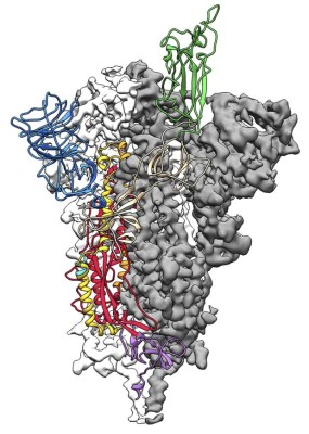 This handout image obtained February 19, 2020 courtesy of Jason McLellan/University of Texas at Austin shows a 3D atomic scale map, or molecular structure, of the 2019-nCoV spike protein. - US scientists announced on February 19, 2020 they had created the first 3D atomic scale map of the part of the novel coronavirus that attaches to and infects human cells, a critical step toward developing vaccine and treatments. The team from the University of Texas at Austin and the National Institutes of Health (NIH) used cutting edge technology known as cryogenic electron microscopy to develop their model of this part, called the spike protein. Their findings were published in the journal Science. (Photo by Handout / University of Texas at Austin / AFP) / RESTRICTED TO EDITORIAL USE - MANDATORY CREDIT 'AFP PHOTO /JASON MCLELLAN/UNIVERSITY OF TEXAS AT AUSTIN ' - NO MARKETING - NO ADVERTISING CAMPAIGNS - DISTRIBUTED AS A SERVICE TO CLIENTS / TO GO WITH AFP STORY- 'Scientists announce 'breakthrough' atomic map of coronavirus'